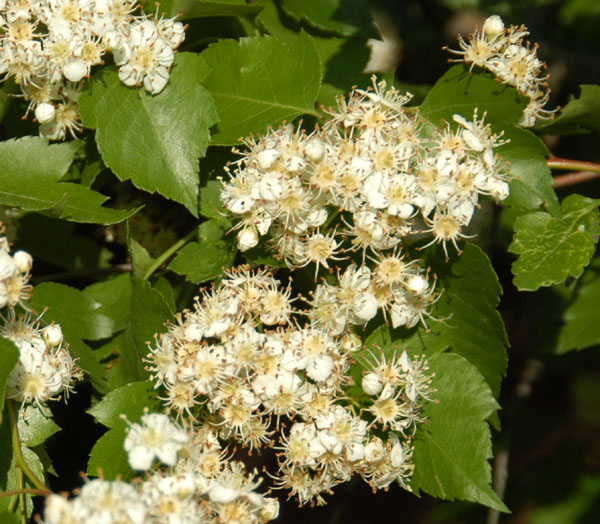 Washington Hawthorn